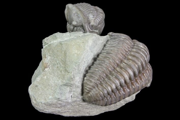 Two Flexicalymene Trilobites (Prone & Enrolled) - Mt Orab, Ohio #85394